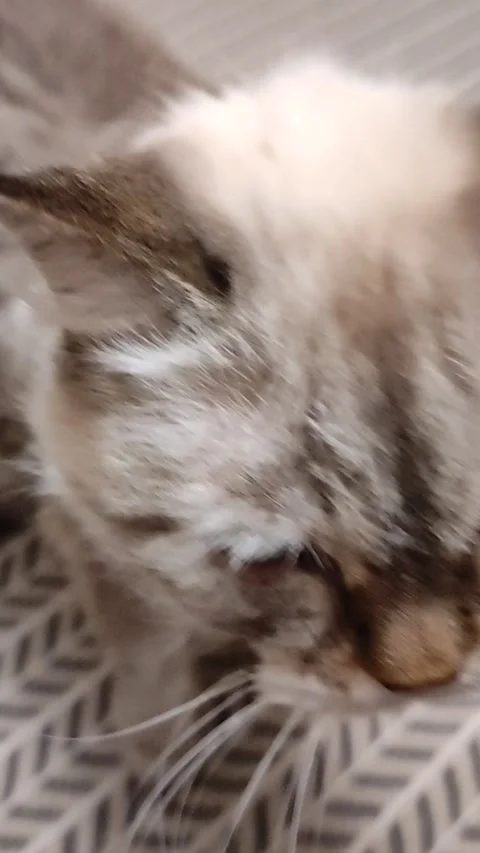 Squirrel in a snowy forest eats nuts from hand. Stock Footage 220643064