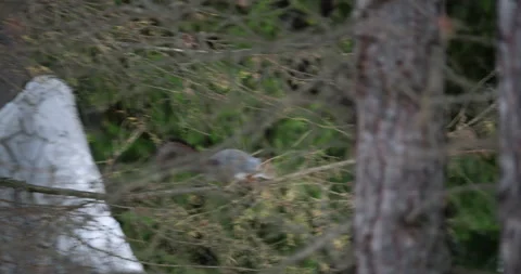 Squirrel in Snowy Forest Scene Stock Footage 293064545