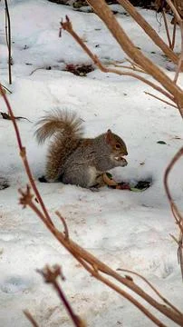 Squirrel in snowy landscape Stock Photos