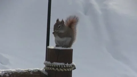 Squirrel On A Snowy Post Stock Footage