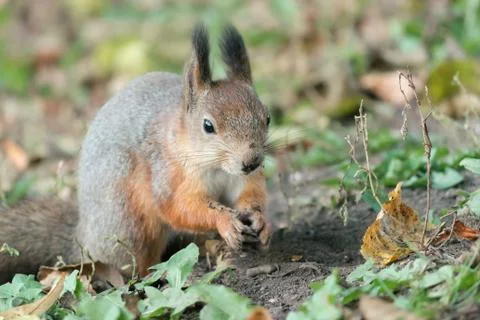 Squirrel with soiled muzzle Stock Photos