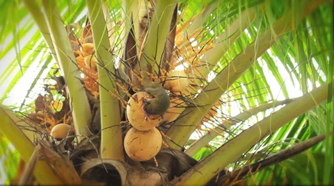 A squirrel speeding through a meal Stock Footage 36582192