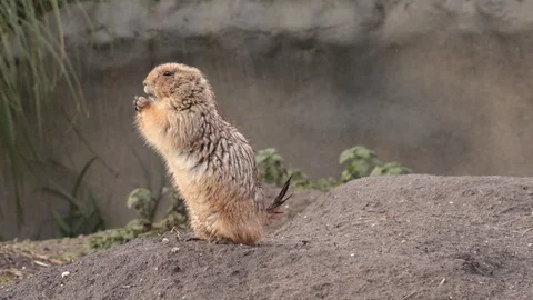 Squirrel spermophilus playing in nature Stock Footage 102539571