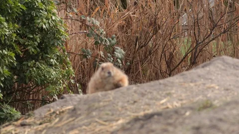 Squirrel spermophilus playing in nature Stock Footage 102593123
