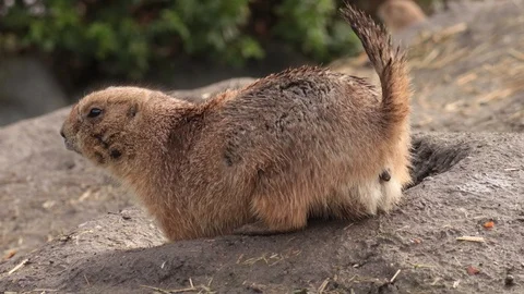Squirrel spermophilus playing in nature ground Stock Footage 102858294