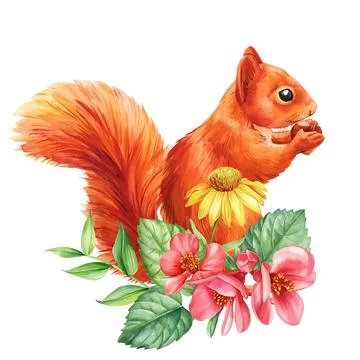 Squirrel with spring flowers white isolated background, watercolor illustration Stock Illustration