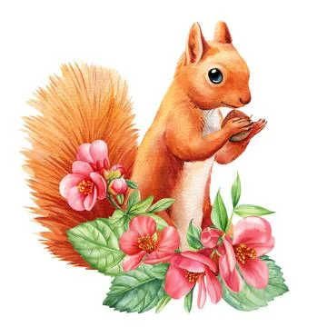 Squirrel with spring flowers white isolated background, watercolor illustration Stock Illustration