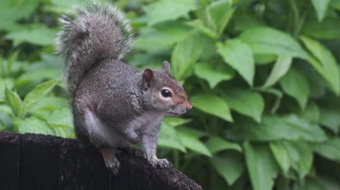 Squirrel in spring Stock Footage 49925954