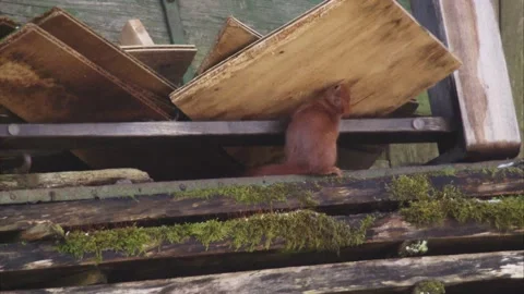 Squirrel in spring Stock Footage 172258484