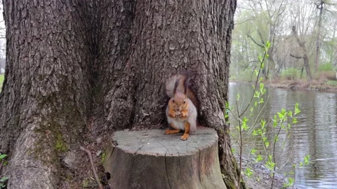 Squirrel in the spring forest eats nuts. 스톡 동영상 239734468