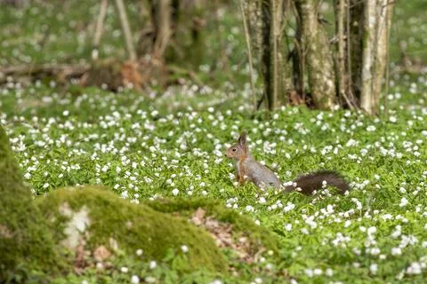 Squirrel in spring forest with flower forest bed of wood anemone Stock Photos