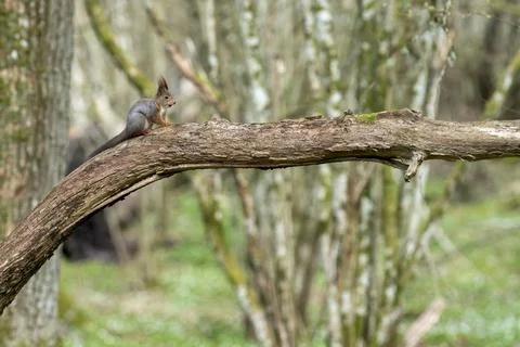Squirrel in spring forest with flower forest bed of wood anemone Stock Photos