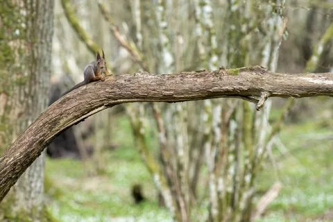 Squirrel in spring forest with flower forest bed of wood anemone 스톡 사진