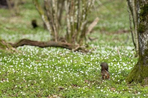 Squirrel in spring forest with flower forest bed of wood anemone Foto stock