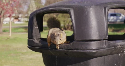 Squirrel Spring Garbage Can Rodent Stock Footage 188651436