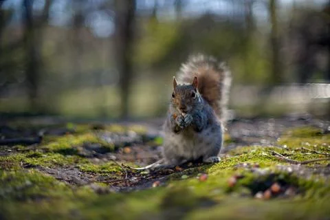Squirrel Spring Stock Photos