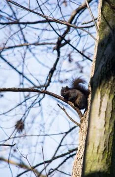 Squirrel spying Stock Photos