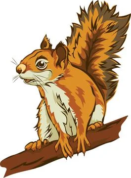 Squirrel, squirrel figure, realistic image Stock Illustration