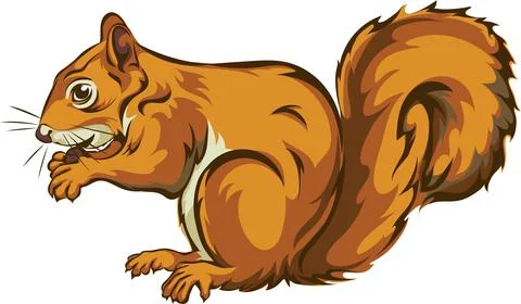 Squirrel, squirrel figure, realistic image Stock Illustration