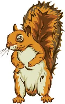 Squirrel, squirrel figure, realistic image Stock Illustration