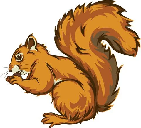 Squirrel, squirrel figure, realistic imagePrint Stock Illustration