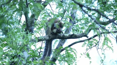 Squirrel in Sri Lanka Stock Footage 174913945