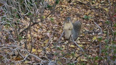 Squirrel stairs down camera walks,  then runs away￼. Stockbeeldmateriaal 119170875