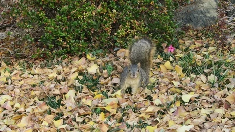 Squirrel stairs down camera walks. Stock Footage 119170894