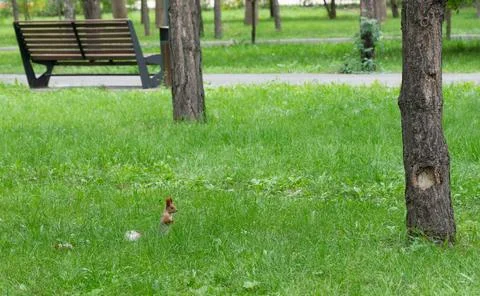 The squirrel stand  its two hind legs with its two upper legs crossed on .. Stock Photos