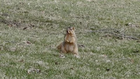 Squirrel standing alert on grass in park Stock Footage 331331824