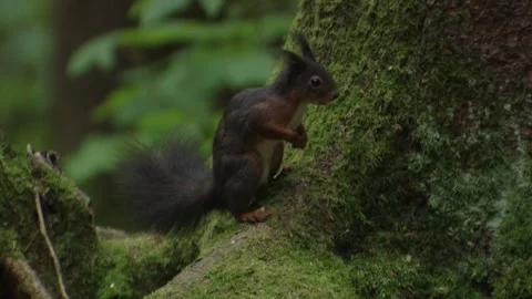 Squirrel standing alert on a mossy stump in the forest Stock Footage 322216714