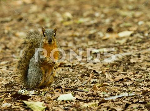 Squirrel standing at the alert Stock Photos