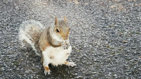 Squirrel standing and eating Vídeo Stock 41997203