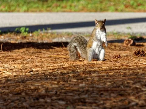 Squirrel Standing and Staring Stock-Fotos