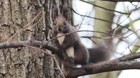 A squirrel standing on a branch Stock Footage 262617292