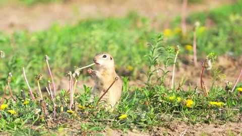 Squirrel standing eating grass branch Видео 335661498