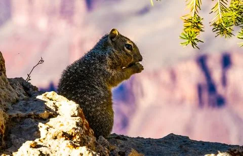A squirrel standing on the edge of a cliff in Grand Canyo Stock Photos