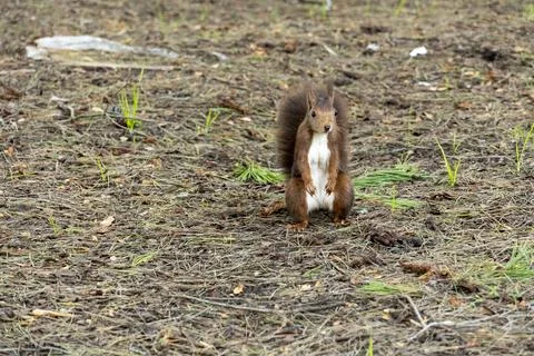 A squirrel is standing in a field of grass and dirt Stock Photos