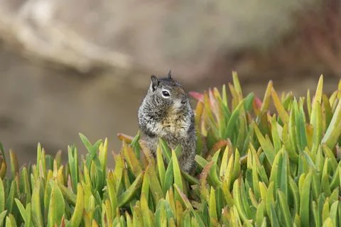 Squirrel standing in the garden Stock Photos