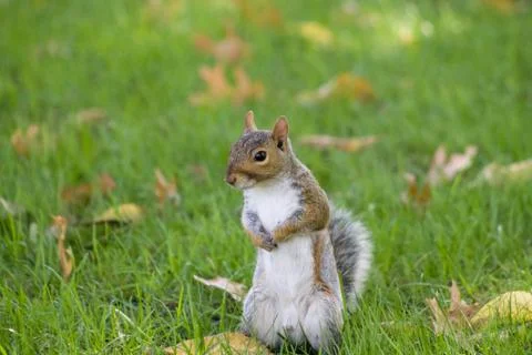 Squirrel standing in the grass in central park Stock Photos