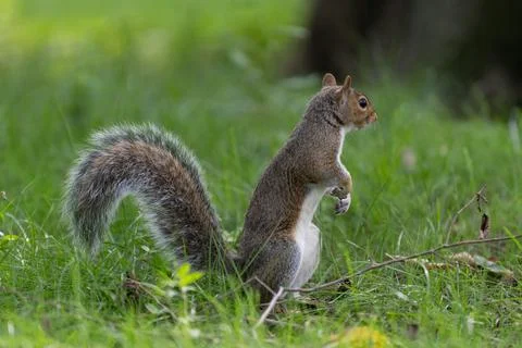 Squirrel standing in grass at Central Park Stock Photos