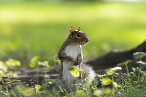 Squirrel standing in grass in Central Park Stock Photos