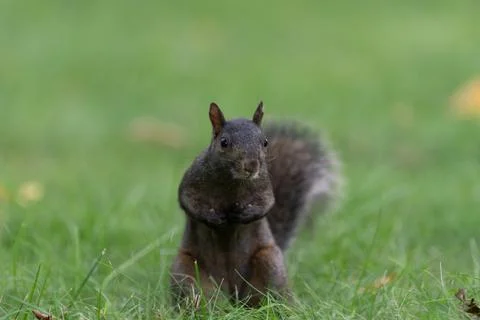 Squirrel standing in grass in Central Park Stock Photos