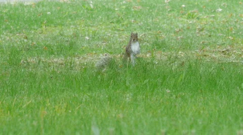 Squirrel standing in the grass Video stock 5504241