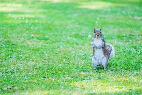 Squirrel standing on grass Stock Photos