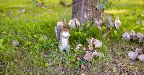 Squirrel Standing Up On Grass. 库存照片