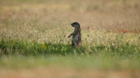 A Squirrel Standing Up In The Grass In Slow Motion, Telephoto Wide Shot 스톡 동영상 307709231