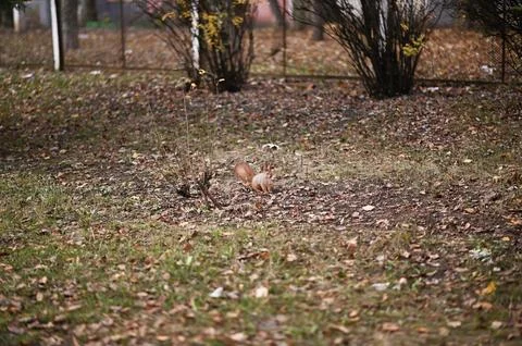 Squirrel standing on ground covered Stock Photos