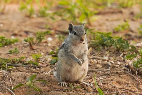A squirrel is standing on ground Foto stock