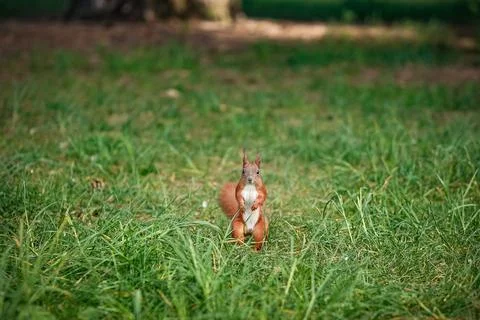 A squirrel standing on the ground Foto stock